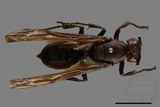 ǦW:Polistes gigas