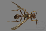 ǦW:Parapolybia nodosa