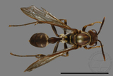 ǦW:Parapolybia nodosa