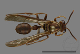 ǦW:Parapolybia nodosa