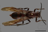 ǦW:Polistes gigas