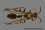 ǦW:Parapolybia nodosa