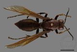 ǦW:Polistes gigas