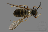 ǦW:Vespula flaviceps