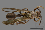 ǦW:Parapolybia nodosa