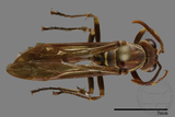 ǦW:Parapolybia nodosa