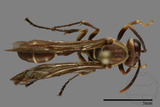 ǦW:Parapolybia nodosa