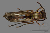 ǦW:Parapolybia nodosa