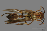 ǦW:Parapolybia nodosa