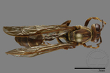 ǦW:Parapolybia nodosa