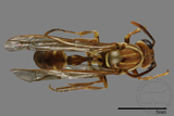 ǦW:Parapolybia nodosa