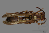 ǦW:Parapolybia nodosa