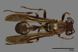 ǦW:Parapolybia nodosa