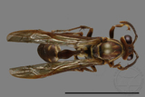 ǦW:Parapolybia nodosa