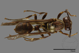 ǦW:Parapolybia nodosa