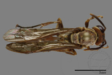 ǦW:Parapolybia nodosa