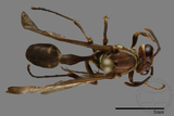 ǦW:Parapolybia nodosa