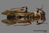 ǦW:Parapolybia nodosa