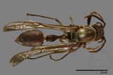 ǦW:Parapolybia nodosa