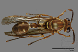 ǦW:Parapolybia nodosa