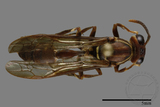 ǦW:Parapolybia nodosa