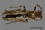 ǦW:Parapolybia nodosa