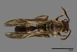 ǦW:Parapolybia nodosa