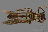 ǦW:Parapolybia nodosa