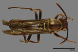 ǦW:Parapolybia nodosa