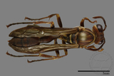 ǦW:Parapolybia nodosa