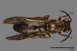 ǦW:Parapolybia nodosa