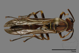 ǦW:Parapolybia nodosa