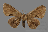 ǦW:Phazaca alikangensis