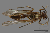 ǦW:Parapolybia nodosa