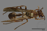 ǦW:Parapolybia nodosa