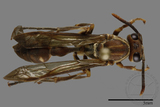 ǦW:Parapolybia nodosa