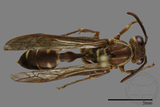 ǦW:Parapolybia nodosa