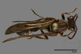 ǦW:Parapolybia nodosa