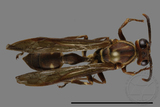 ǦW:Parapolybia nodosa