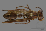 ǦW:Parapolybia nodosa