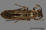 ǦW:Parapolybia nodosa