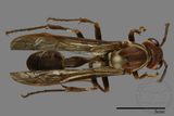 ǦW:Parapolybia nodosa