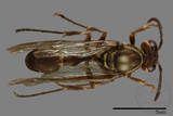 ǦW:Parapolybia nodosa