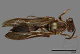 ǦW:Parapolybia nodosa