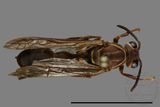 ǦW:Parapolybia nodosa