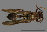 ǦW:Parapolybia nodosa