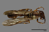 ǦW:Parapolybia nodosa