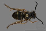 ǦW:Vespula flaviceps