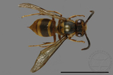 ǦW:Vespula arisana