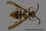 ǦW:Vespula arisana